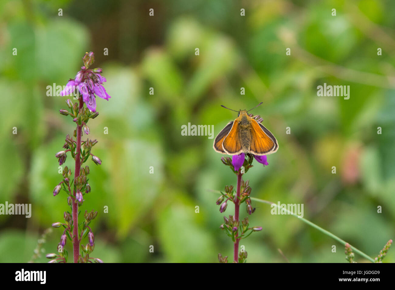Skipper pequeño butterfly (Thymelicus sylvestris) encaramado en bell heather flor en West Sussex Foto de stock