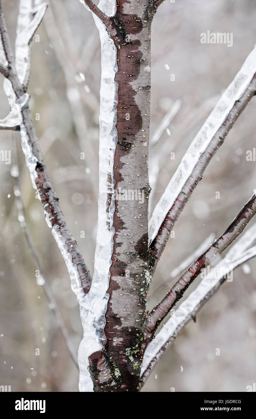 Las ramas de los árboles cubiertos de hielo durante una tormenta de hielo, Thunder Bay, Ontario, Canadá. Foto de stock