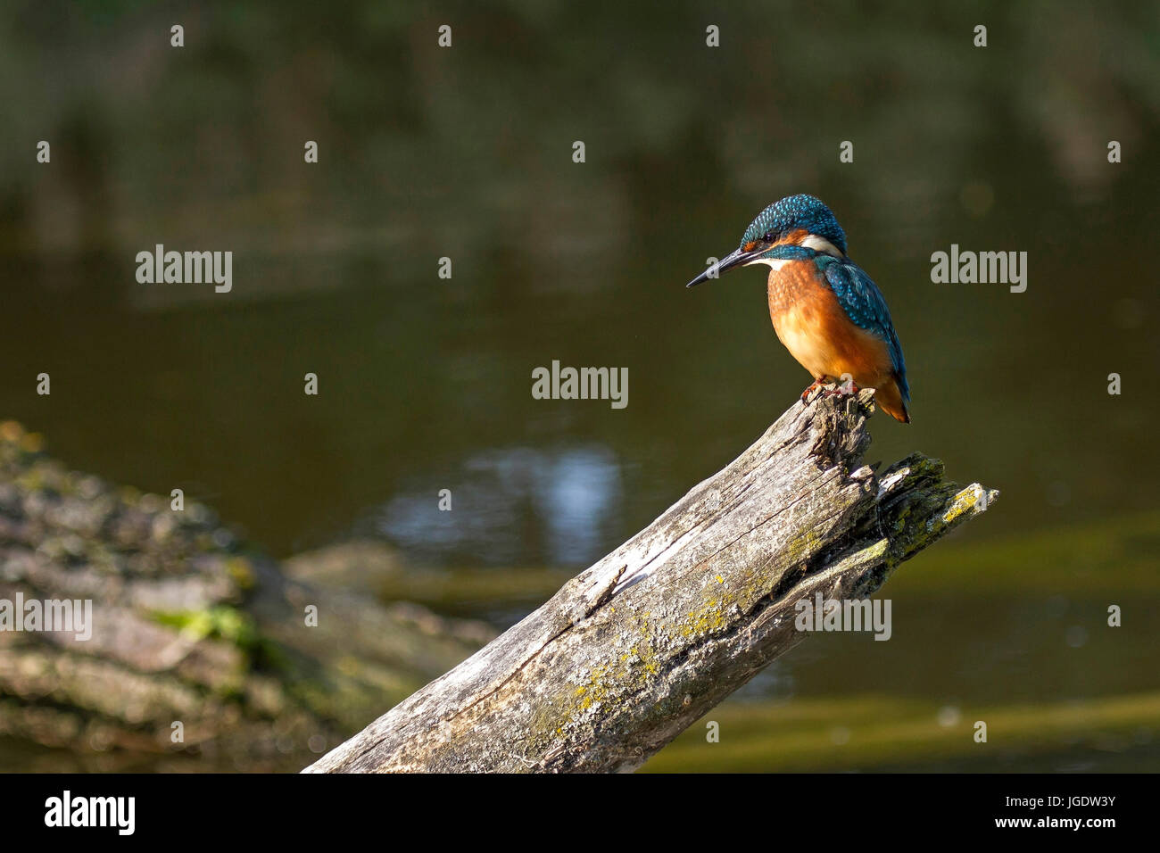 Kingfisher, Alcedo atthis, Eisvogel (Alcedo atthis) Foto de stock