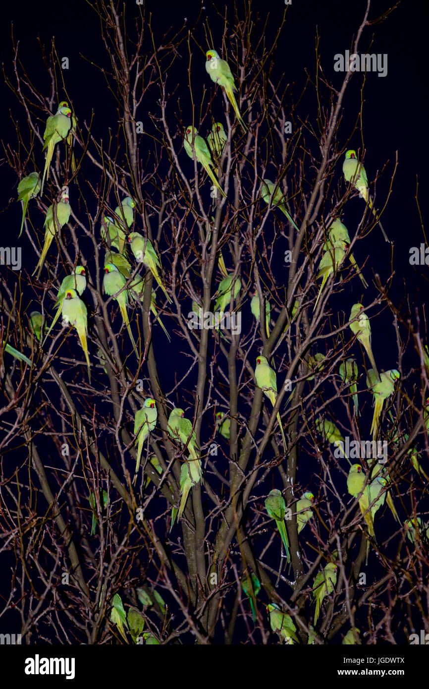 Para cuello de periquitos, Psittacula krameri en su árbol de dormir, Halsbandsittiche (Psittacula krameri) un ihrem Schlafbaum Foto de stock