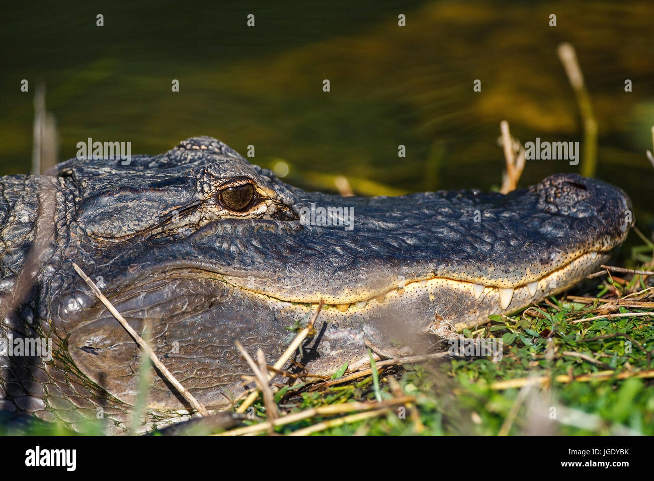 Mississippi alligator alligator mississippiensis, Mississippi-Alligator (Alligator mississippiensis) Foto de stock