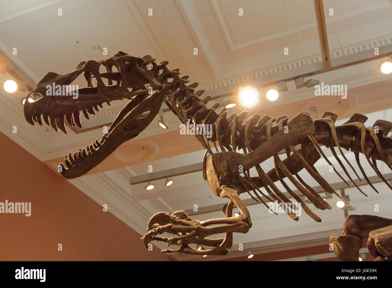 Tamano relativo reunirse abortar Museo t rex Tyrannosaurus Rex esqueleto fósil de huesos de silueta  dramáticamente iluminado Fotografía de stock - Alamy