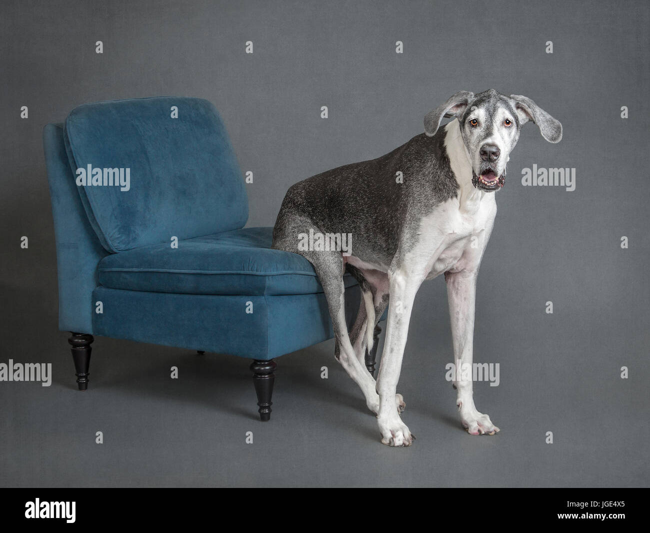 Perro sentado silueta fotografías e imágenes de alta resolución Alamy