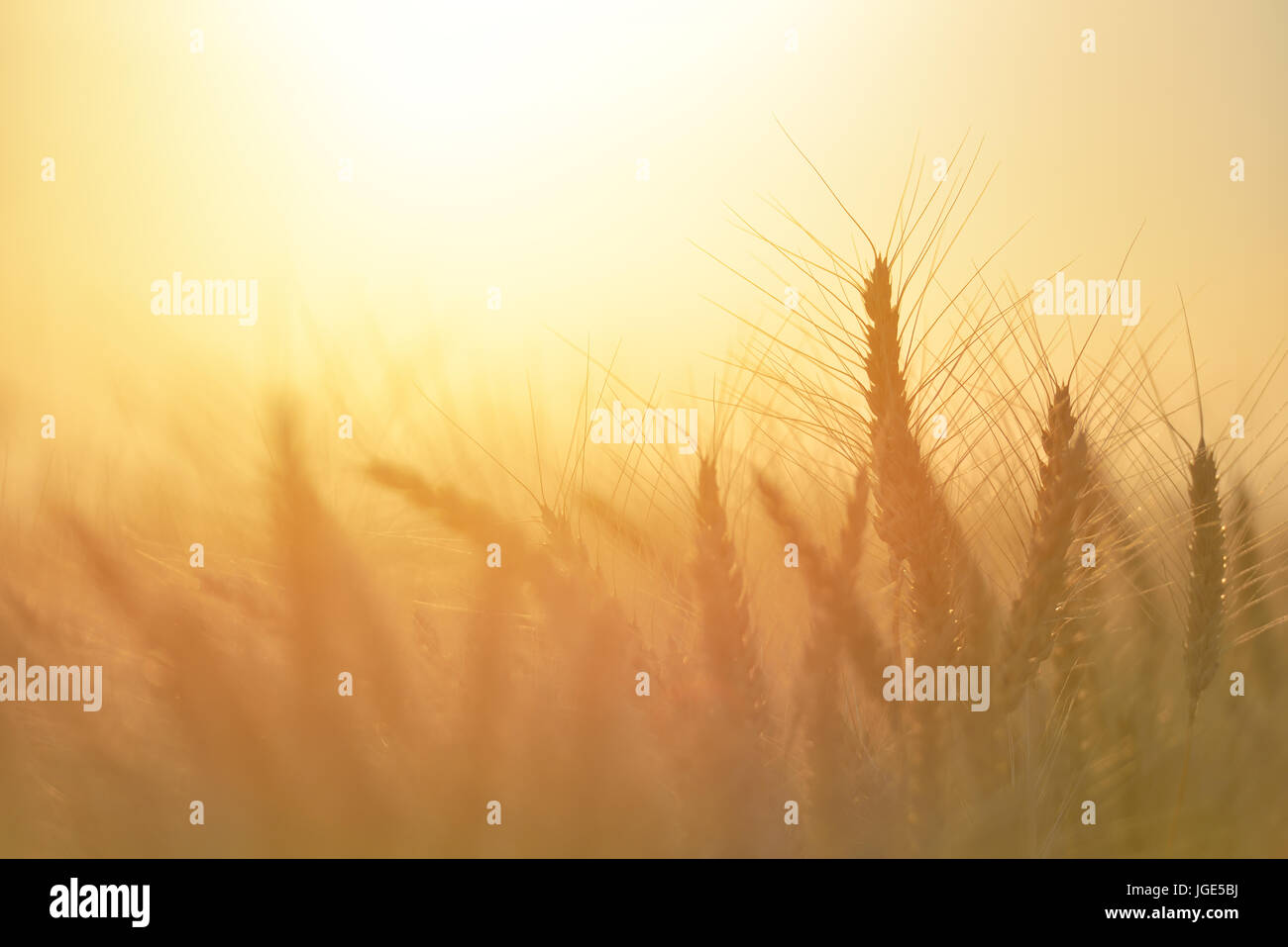 Campo de trigo. Espigas de trigo de oro cerca. La naturaleza hermosa puesta de sol paisaje paisaje rural bajo la luz solar brillante. antecedentes de maduración oídos de mí Foto de stock