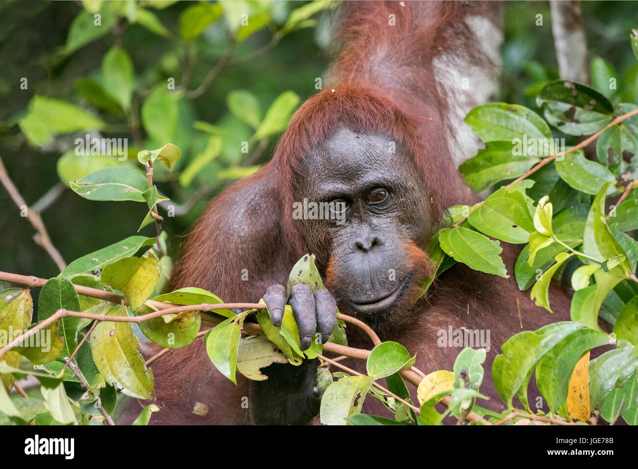 Curosity, orangután salvaje en los arbustos por el río Sekonyer Foto de stock