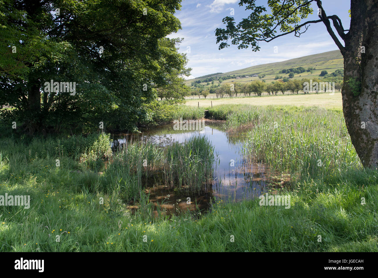 Estanque de drenaje creado en la granja meadow como hábitat de la vida silvestre, North Yorkshire, Reino Unido. Foto de stock