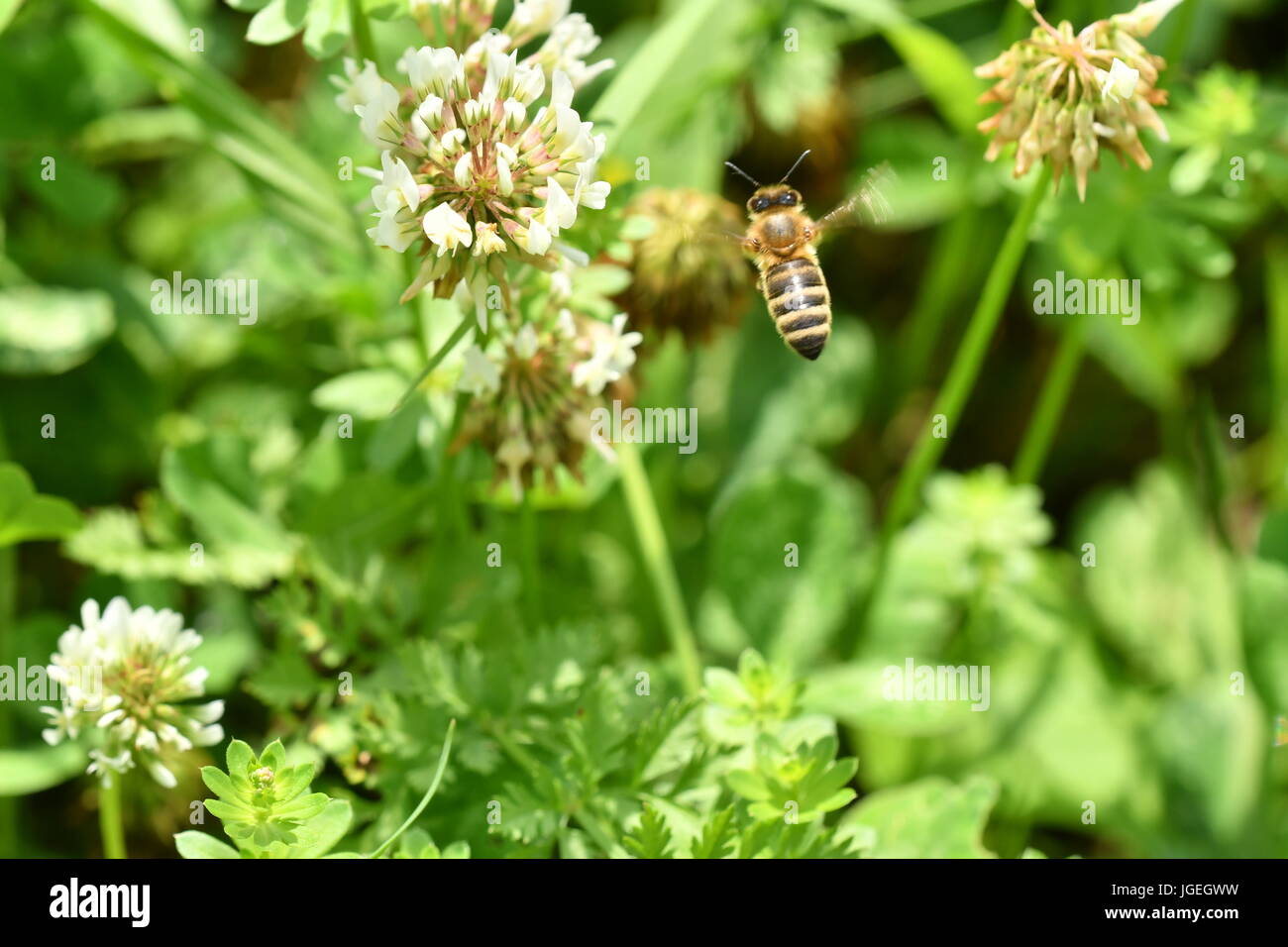 La abeja polinates macro de la flor Foto de stock