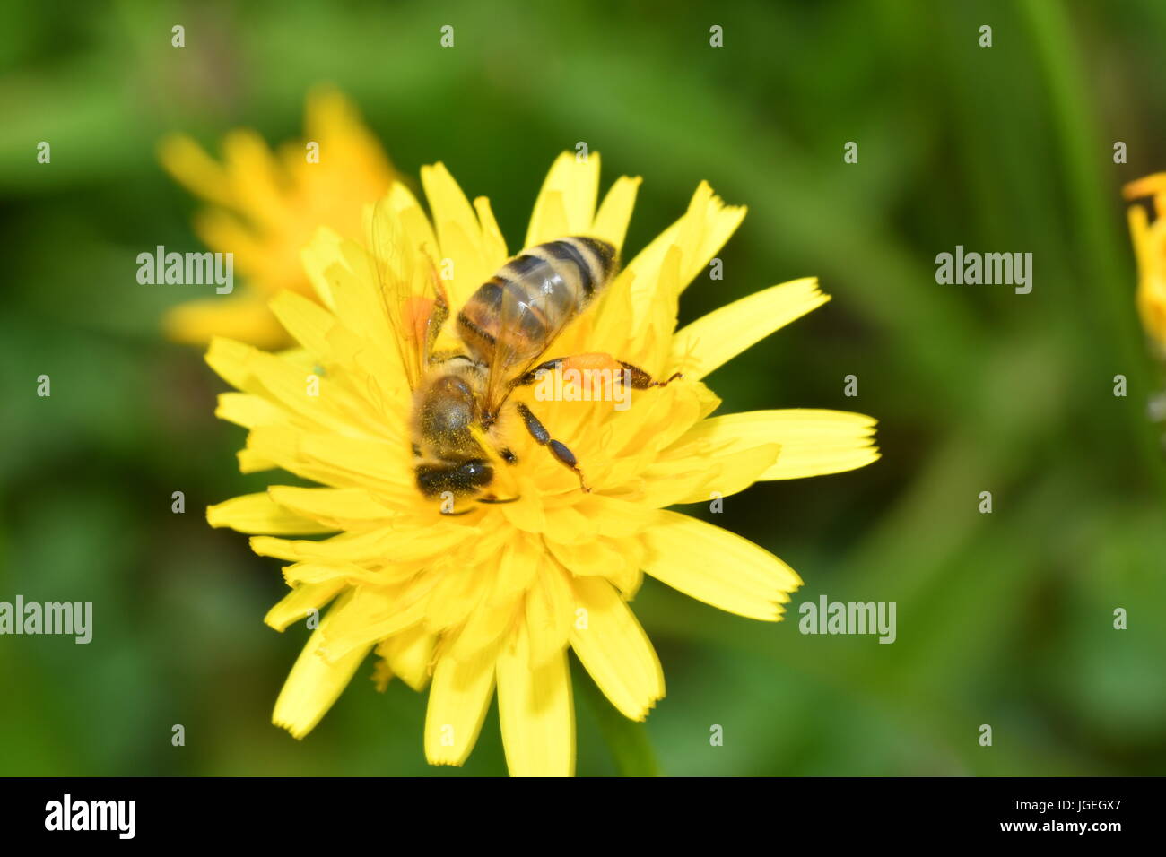 La abeja polinates macro de la flor Foto de stock