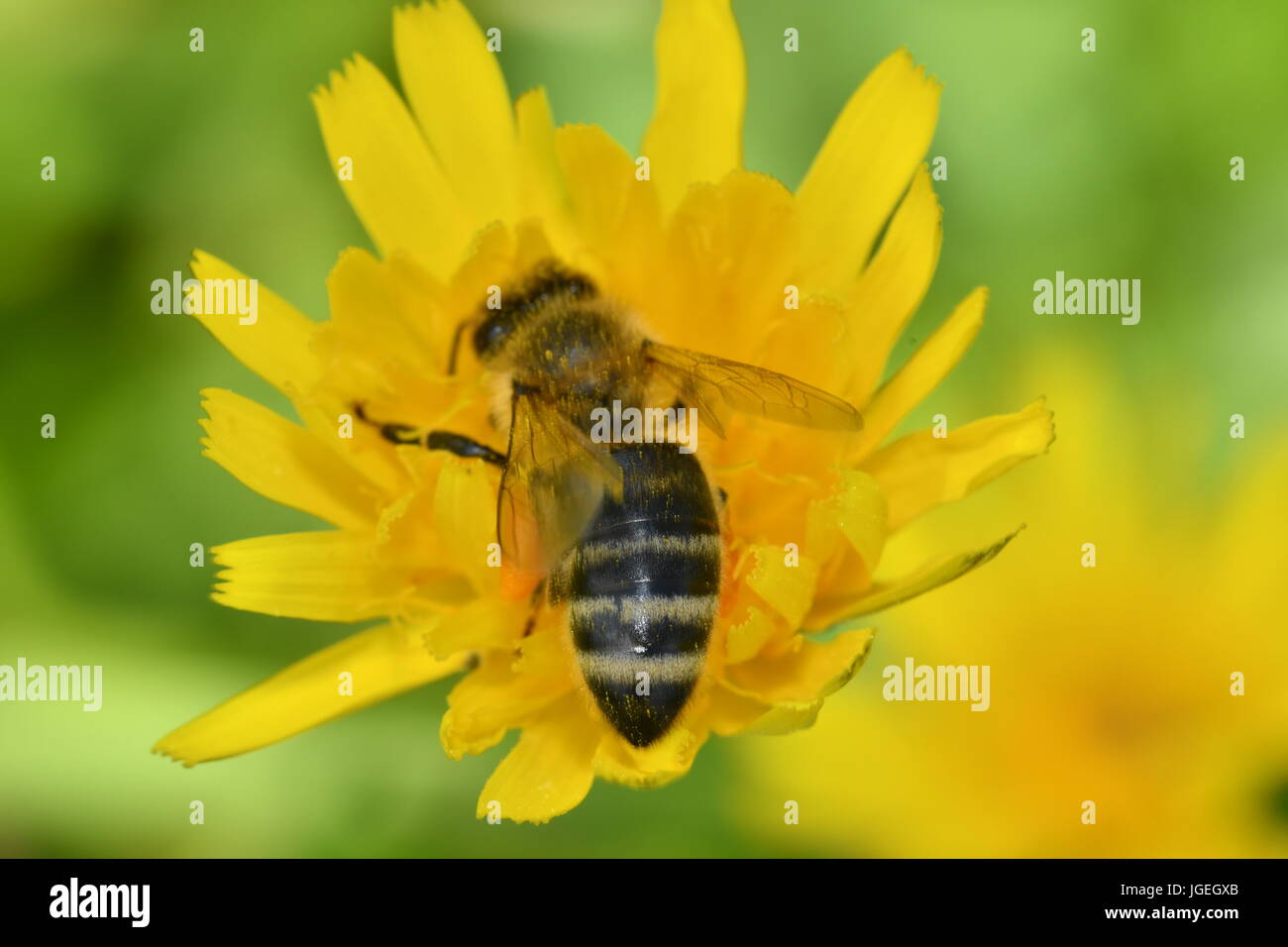 La abeja polinates macro de la flor Foto de stock