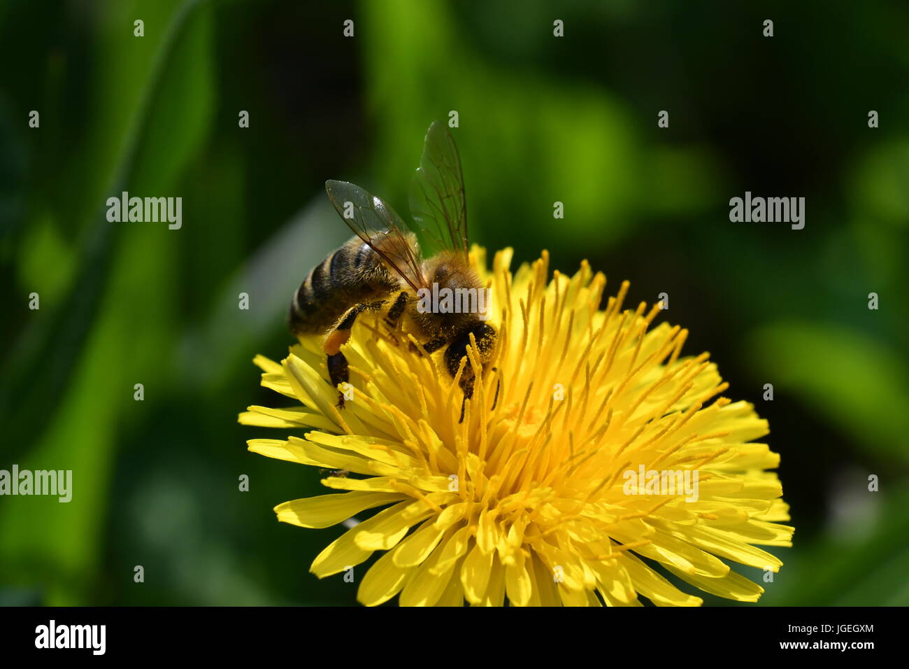 La abeja polinates macro de la flor Foto de stock