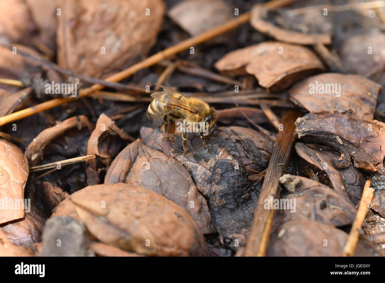 La abeja polinates macro de la flor Foto de stock