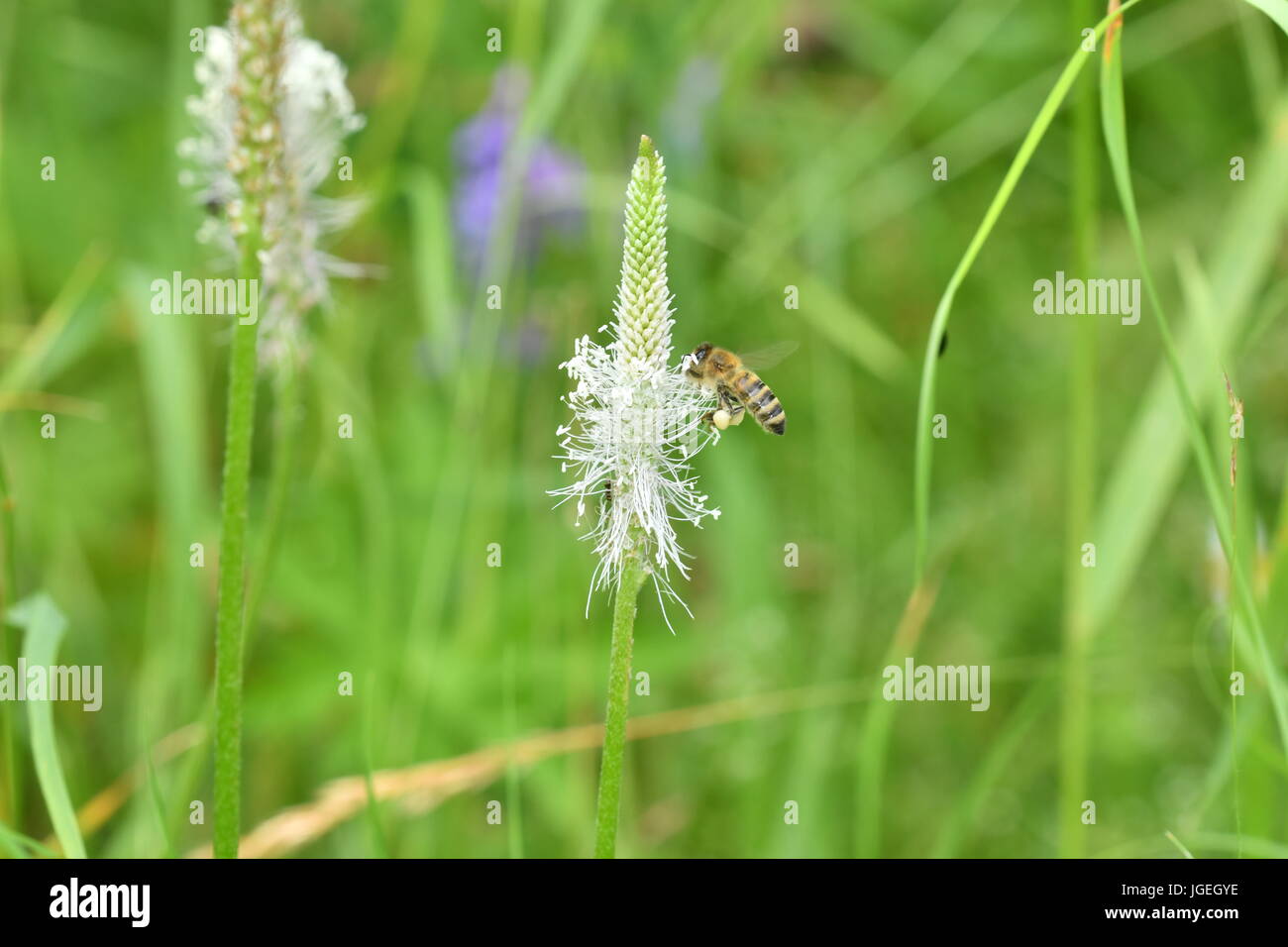 La abeja polinates macro de la flor Foto de stock