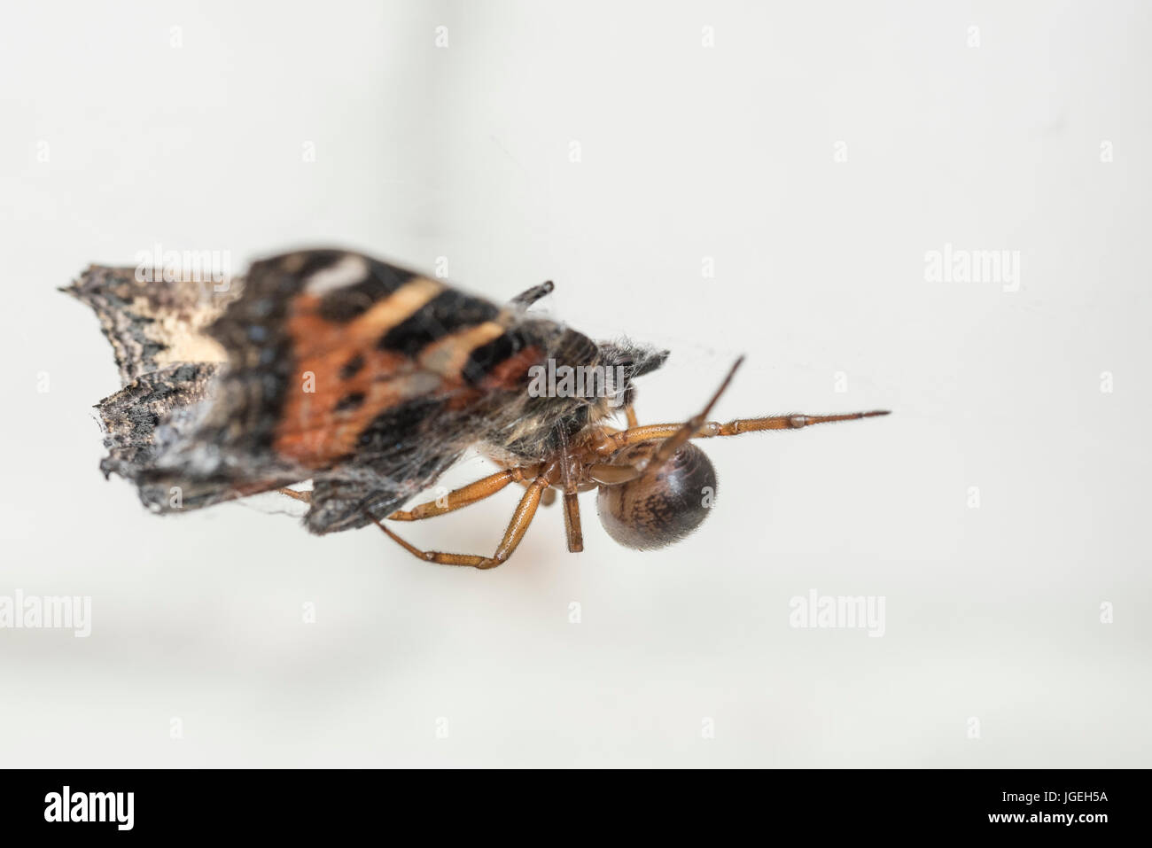 Una falsa viuda araña (posiblemente Steotoda nobilis) con una pequeña mariposa Tortoiseshell capturados Foto de stock