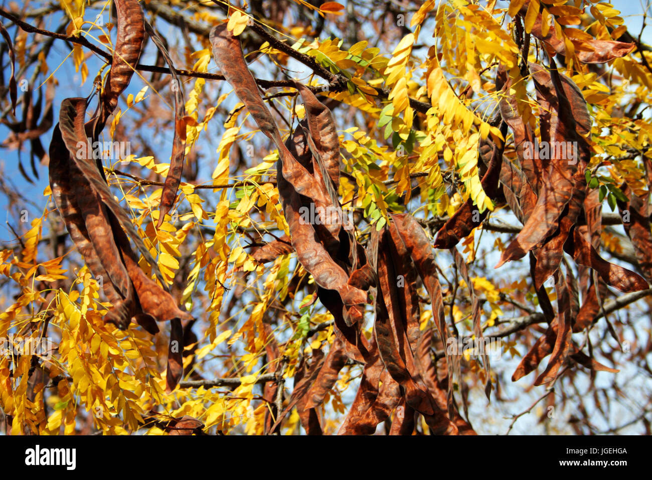 Vainas de semillas de color marrón en el árbol fotografías e imágenes de  alta resolución - Alamy
