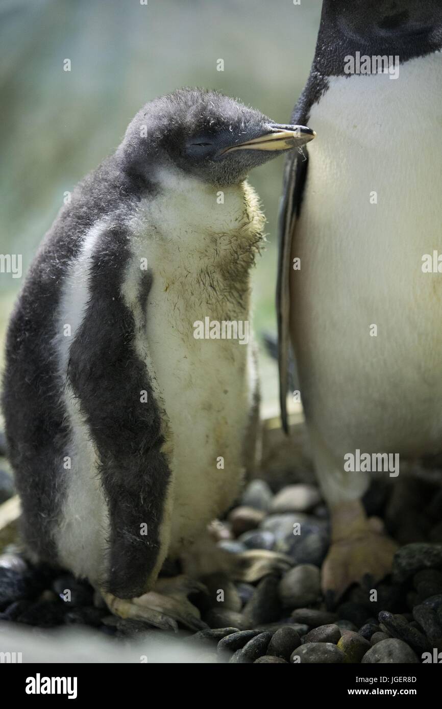 5 Semanas De Edad El Bebe Pinguino Gentoo Hulk Apodado Por Su Rapido Crecimiento En El Centro De Vida Marina En Birmingham West Midlands Fotografia De Stock Alamy 5 Semanas De Edad El Bebe Pinguino Gentoo Hulk Apodado Por Su Rapido Crecimiento En El Centro De Vida Marina En Birmingham West Midlands Fotografia De Stock Alamy