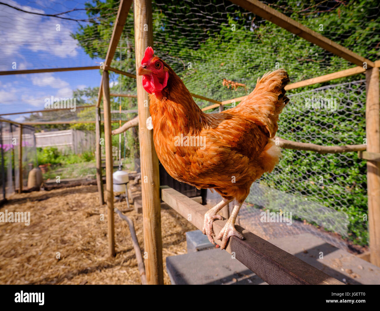 Una gallina de pie en una percha en un gallinero - UK Foto de stock
