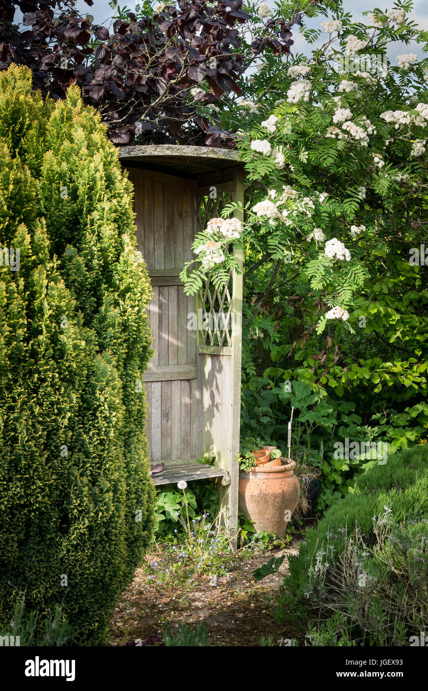 Un rincón tranquilo de un jardín secreto con Mountain Pregunte floración en UK Foto de stock