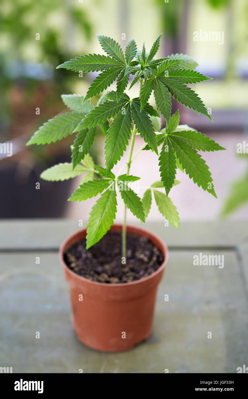 Planta de marihuana fotografías e imágenes de alta resolución - Alamy