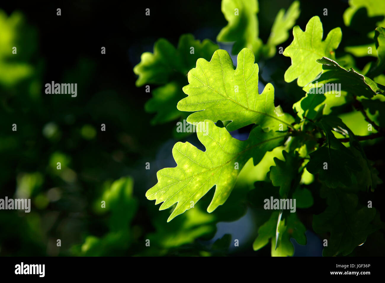 Hojas de Roble en Wimbledon Commobn, Wimbledon, Londres, Reino Unido. Foto de stock