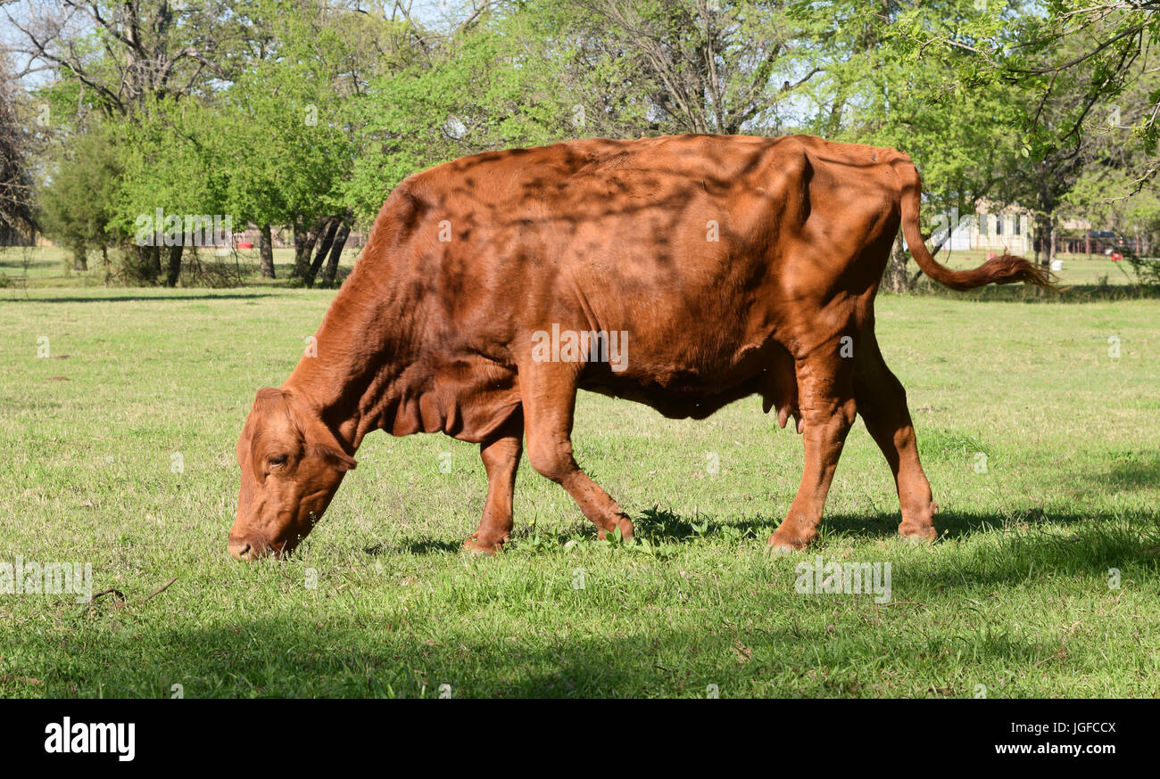 Cerca de las vacas que pastan en un campo Foto de stock