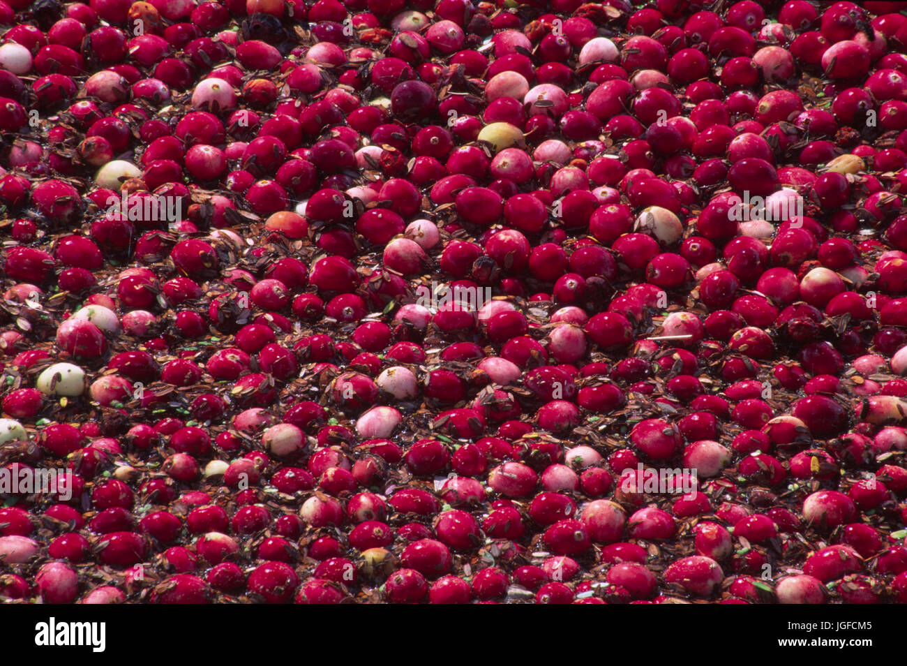 Wisconsin farm cranberries fotografías e imágenes de alta resolución - Alamy
