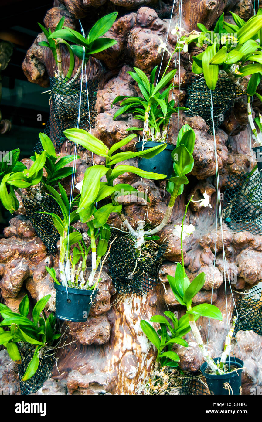 Plantas en macetas colgadas en el tronco del árbol, en Vientiane, Laos Foto de stock