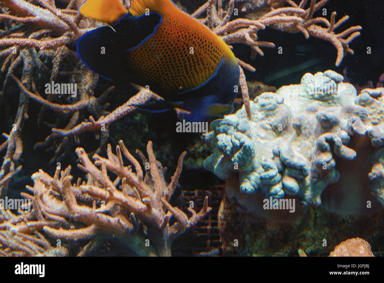 Filmación subacuática, en un acuario con peces y corales anémona de mar. Foto de stock
