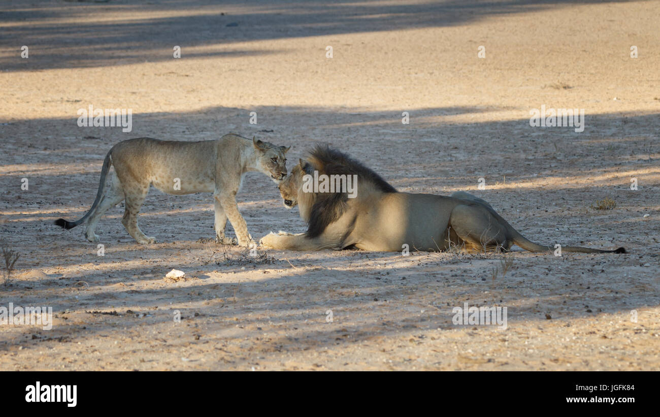 Cachorro de león hace una tentativa de acercamiento al negro grande aguarï leones, Panthera leo, Los leones son intolerantes a los jóvenes que no cumplen Foto de stock