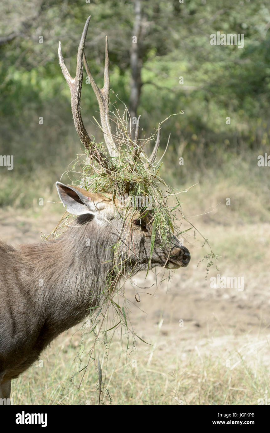 Ciervos Sambar (Rusa unicolor, Cervus unicolor), retrato de ciervo con hierba entre las astas durante la rutina, el parque nacional Ranthambhore, Rajasthan, India. Foto de stock