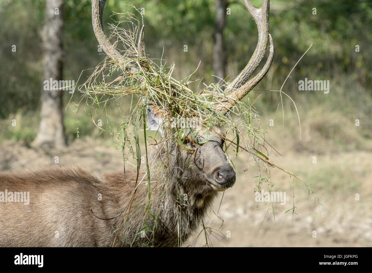 Ciervos Sambar (Rusa unicolor, Cervus unicolor), retrato de ciervo con hierba entre las astas durante la rutina, el parque nacional Ranthambhore, Rajasthan, India. Foto de stock
