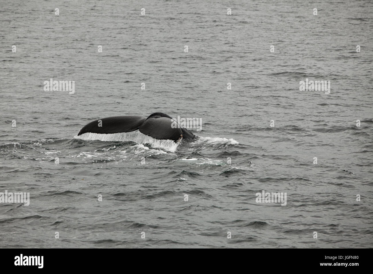 La aleta de cola de una ballena jorobada, Megaptera novaeangliae, incumple el agua. Foto de stock