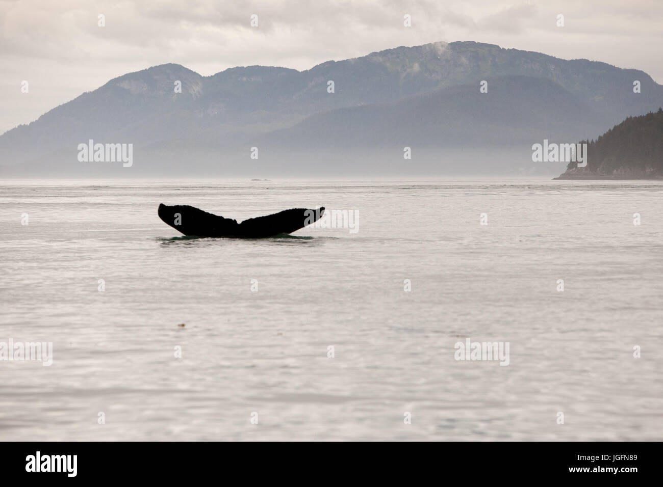 Entre montañas, la aleta de cola de una ballena jorobada, Megaptera novaeangliae, incumple el agua. Foto de stock