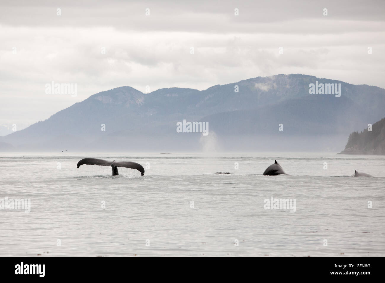Una manada de ballenas jorobadas Megaptera novaeangliae, nadar en el agua infringir la cola y aletas dorsales. Foto de stock