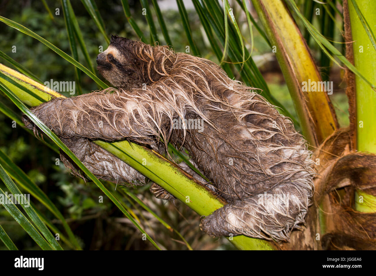 Perezoso de tres dedos húmedos wildlife imagen tomada en Panamá Foto de stock