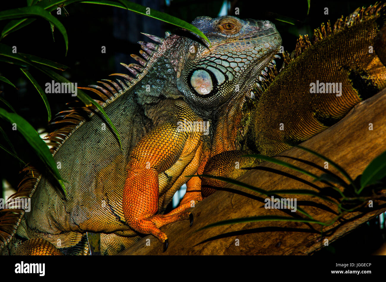 Iguana enorme con hermosos colores Foto de stock