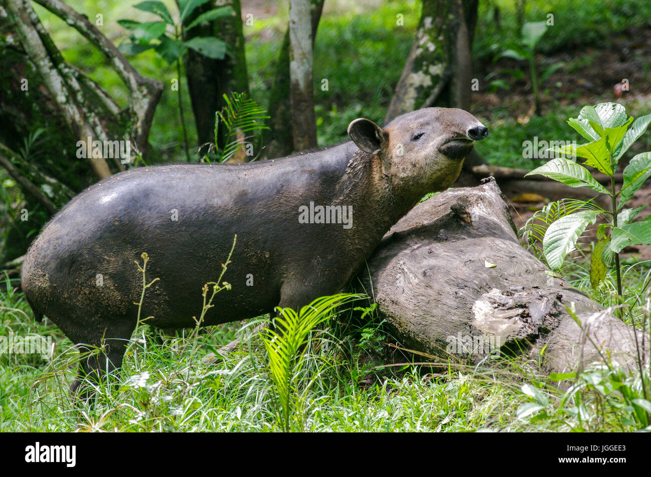 Tapir Centroamericano o tapir wildlife imagen tomada en Panamá Foto de stock