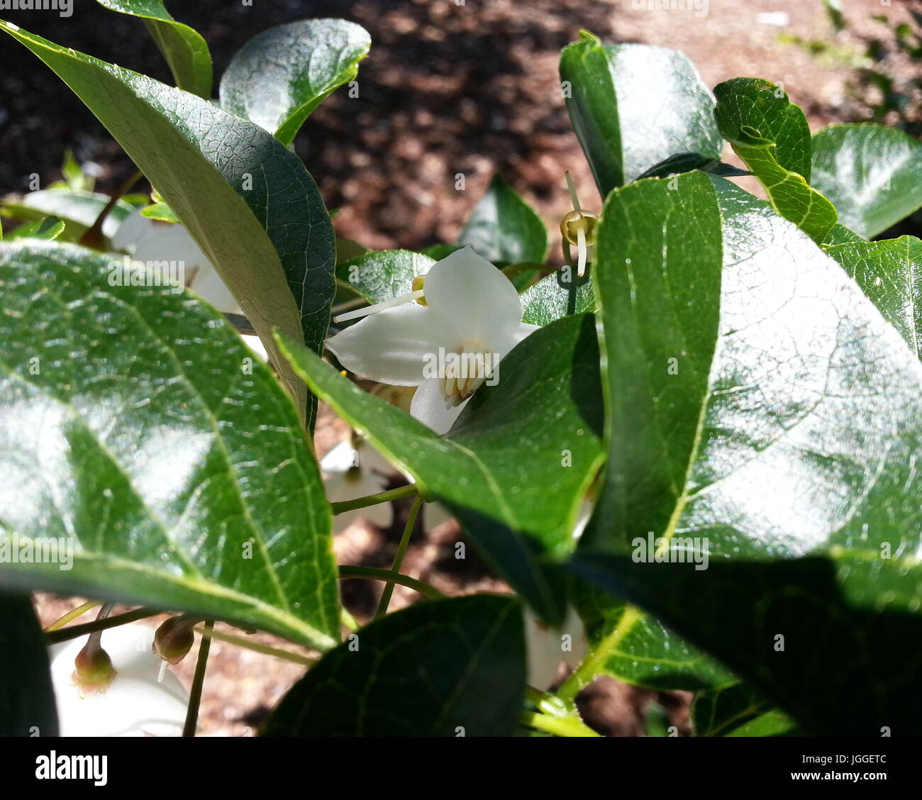 Flor Snowbell japonés Foto de stock