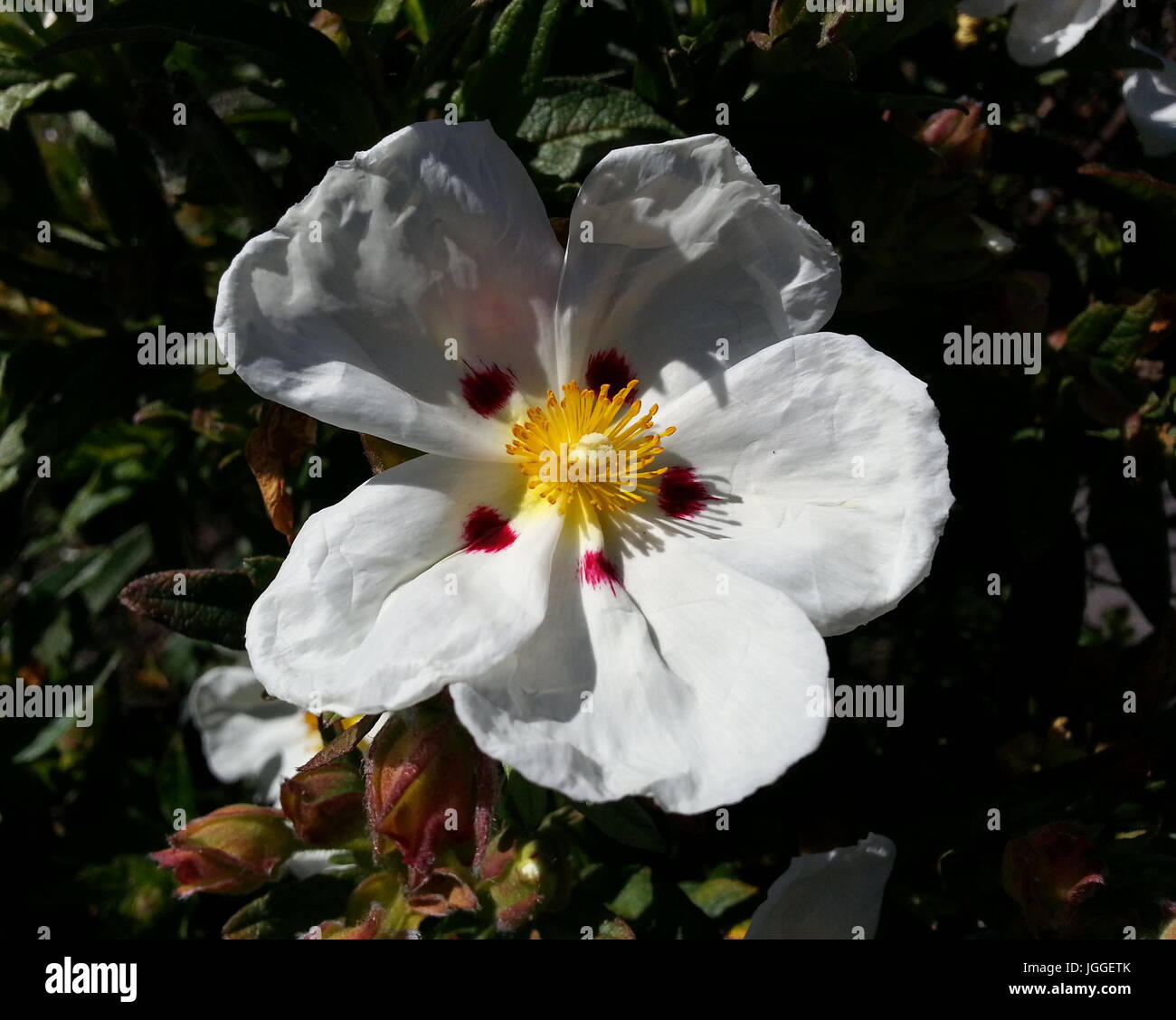 White Rock Rose Foto de stock