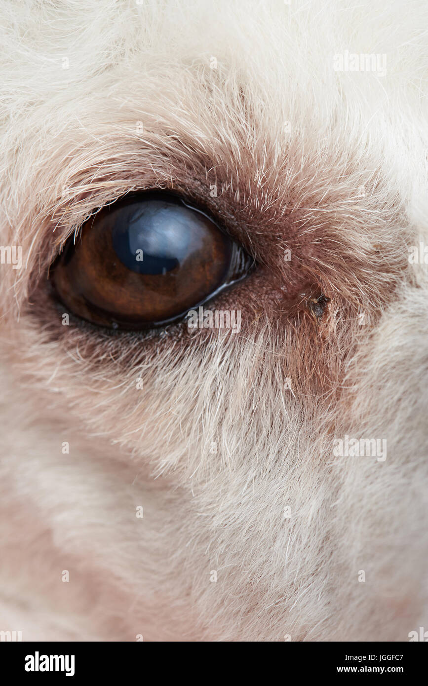La infección en los ojos del perro cerca. Perro blanco poodle ojo Foto de stock