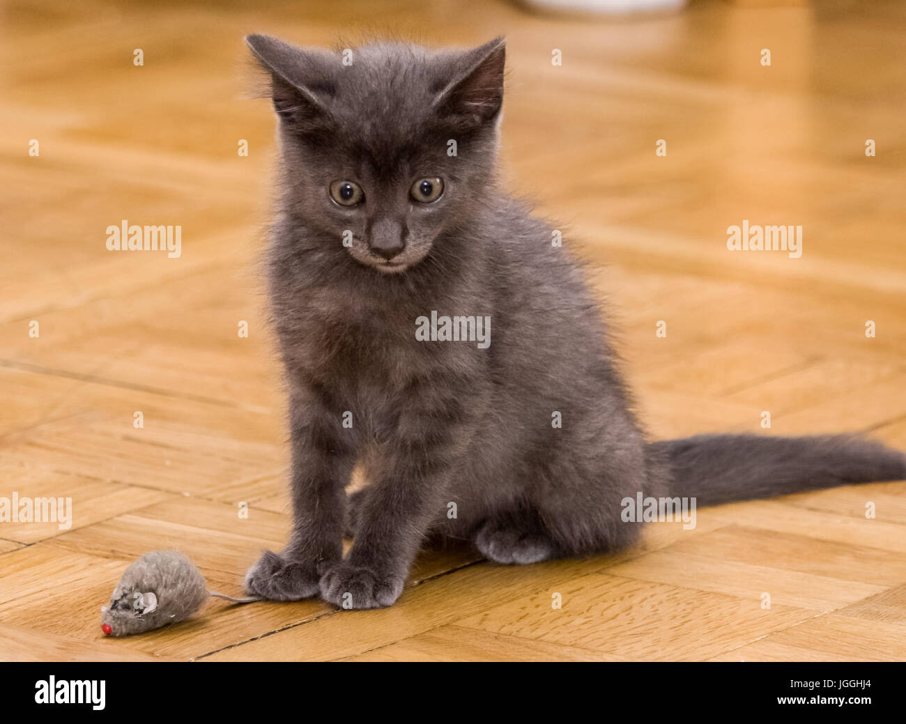 Un azul ruso precioso gatito jugando con un ratón de juguete Foto de stock