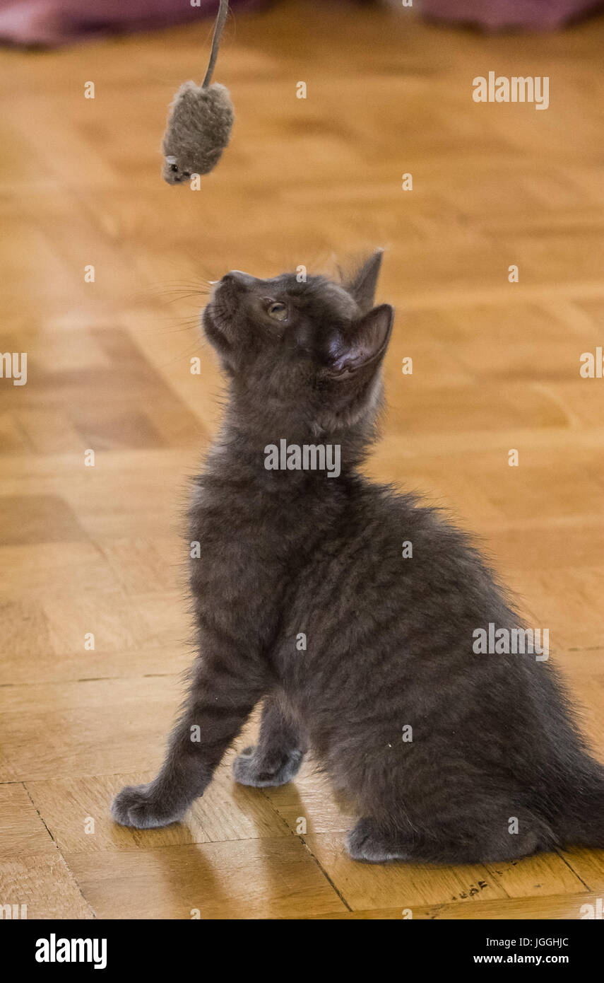 Un azul ruso precioso gatito jugando con un ratón de juguete Foto de stock