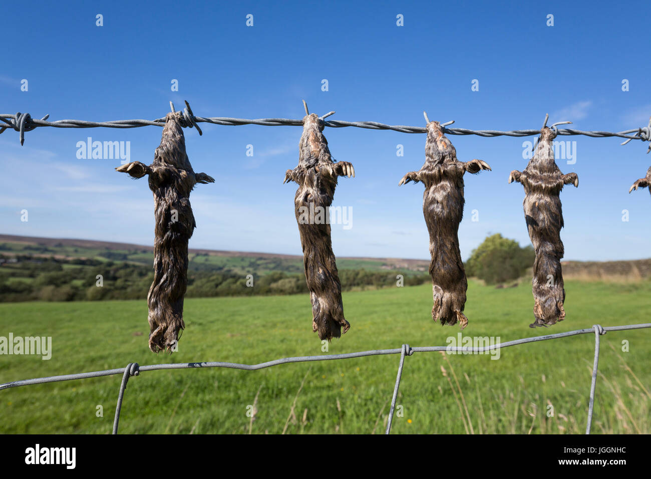 Dead Moles; Talpa europaea colgado en Barbed Wire Fence Yorkshire; Reino Unido Foto de stock