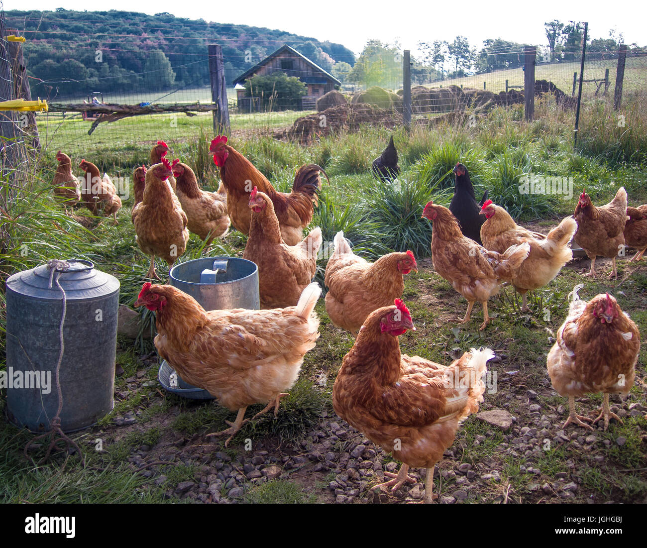 Free Range pollos en cercado en campo, en la granja Foto de stock