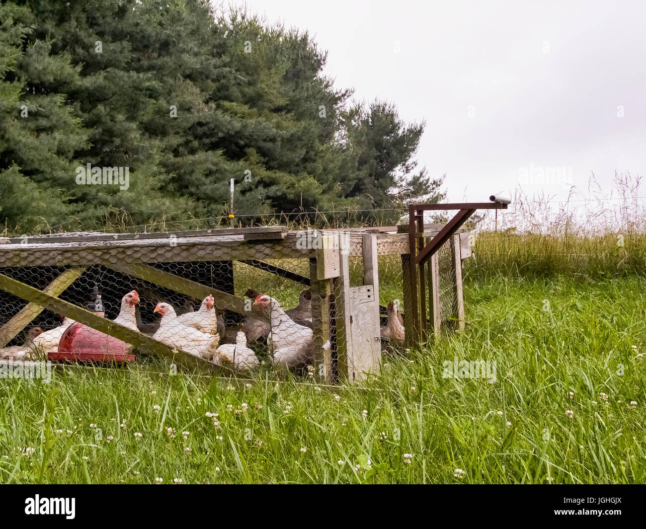Las gallinas en el gallinero, rotación de pastoreo Foto de stock