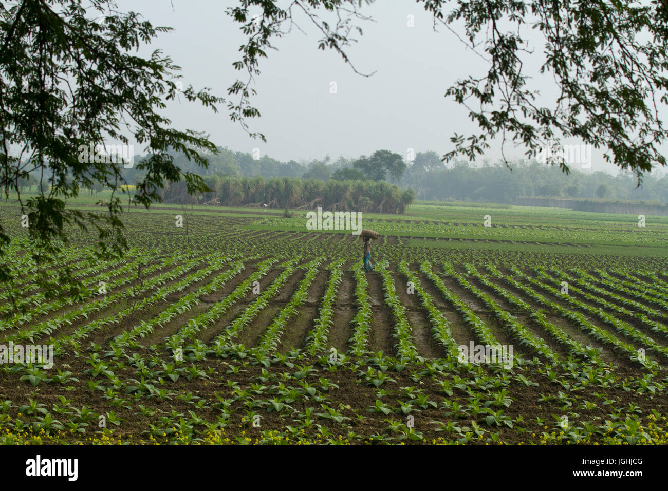 Campo de Tabaco, Meherpur en Bangladesh Foto de stock