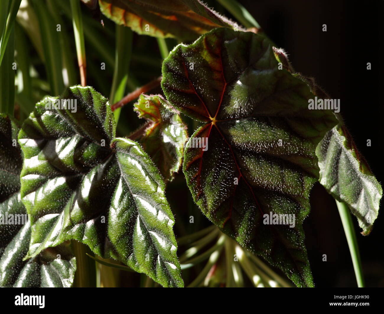 La luz del sol sobre la Begonia Rex deja Fotografía de stock - Alamy