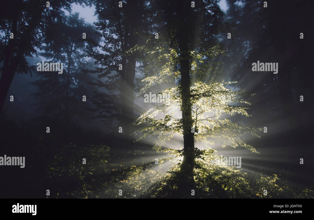 Árbol mágico en el misterioso bosque oscuro, paisaje de fantasía Foto de stock
