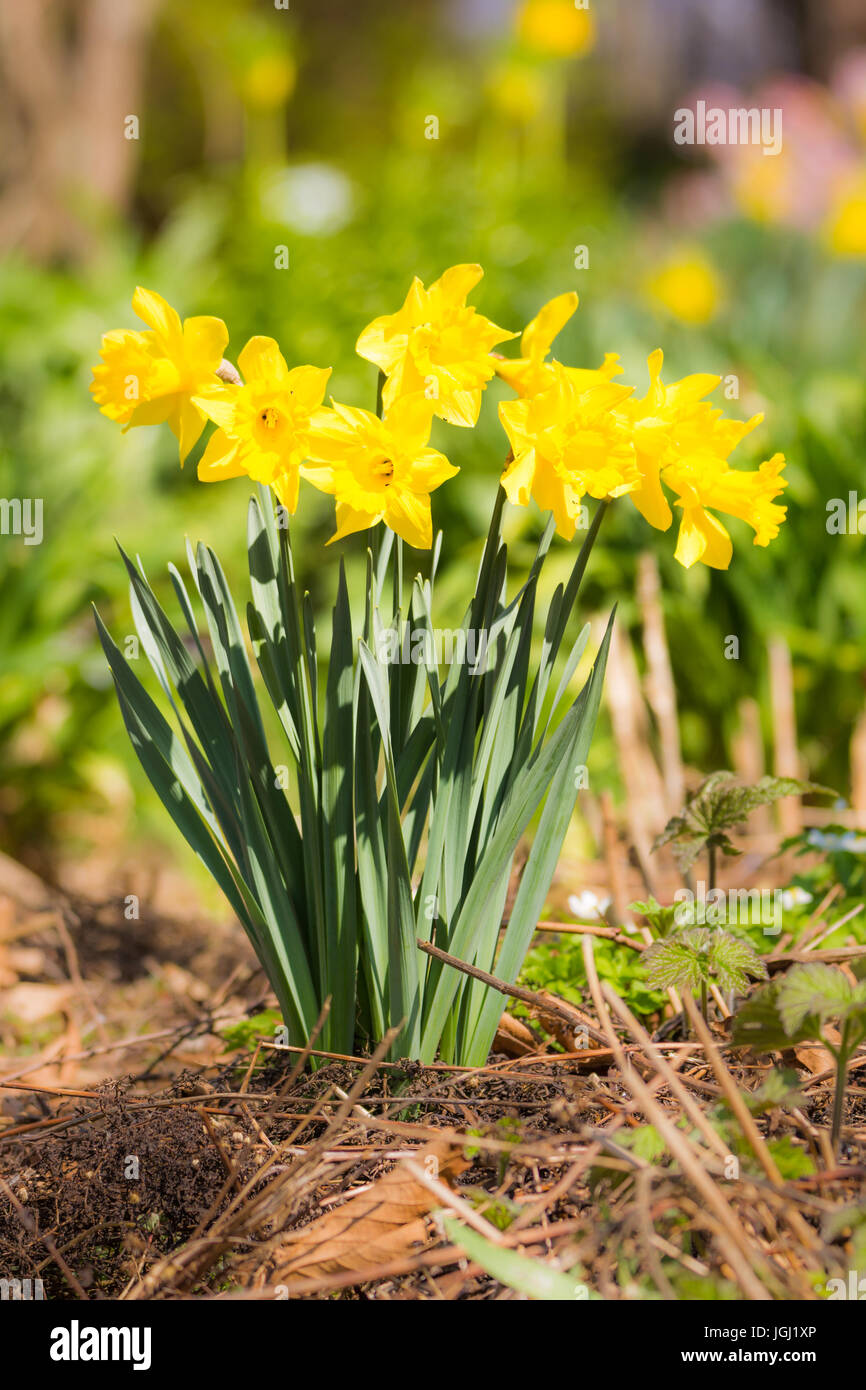 Primavera - huerto con flores narciso amarillo Fotografía de stock - Alamy