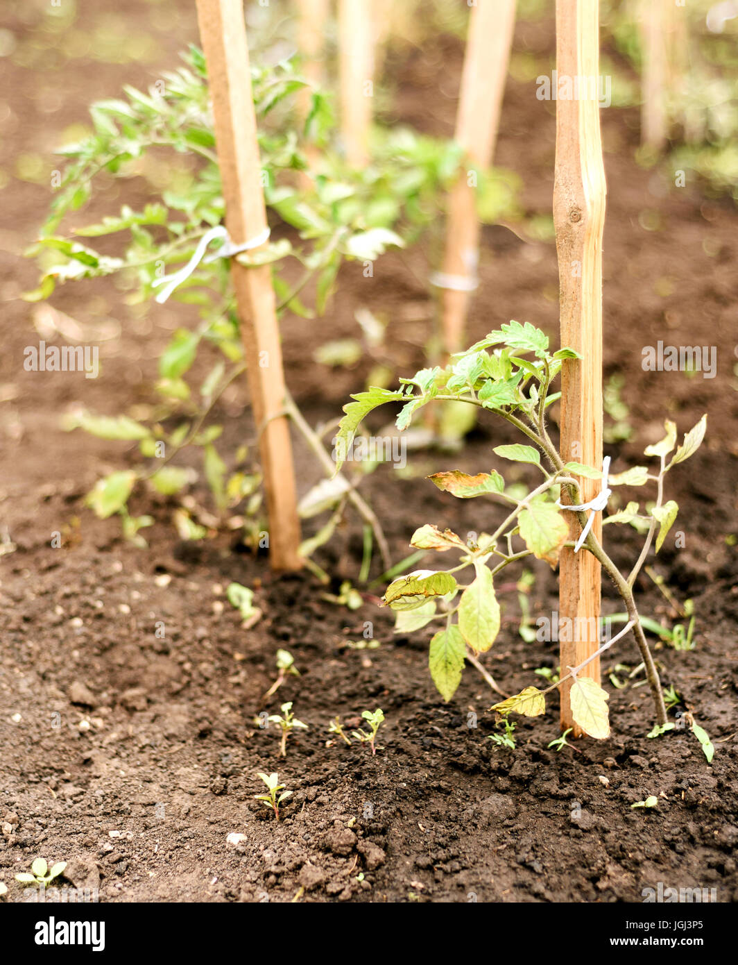 Las plantas de tomate dañado por el fuerte viento con hojas windscorched marrón Foto de stock