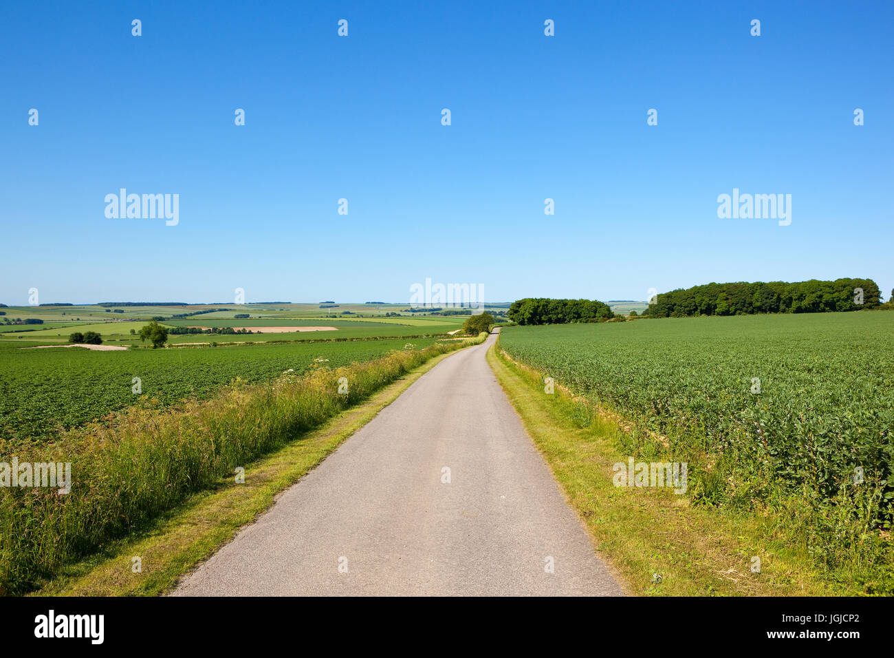 Un verano país por carretera a través de pequeños campos agrícolas en el Yorkshire Wolds bajo un cielo azul Foto de stock